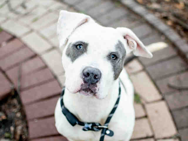Pit Bull