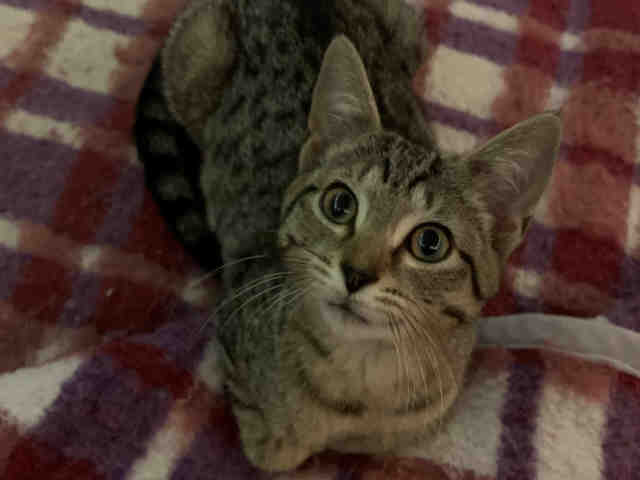 Drew Barrymore, Domestic Short Hair