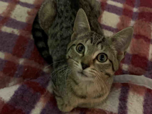 DREW BARRYMORE, Young Domestic Short Hair (medium coat), cat for adoption in Marietta, Georgia