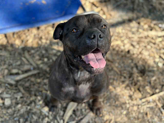 Pit Bull