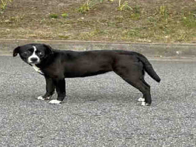 Beagle