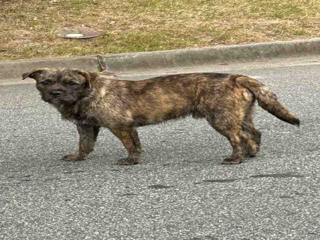 Brussels Griffon