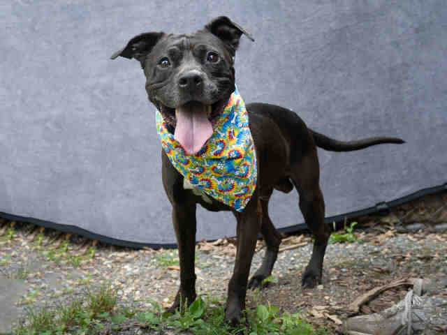 Pit Bull
