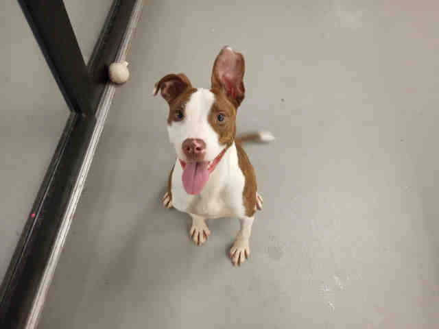 Pit Bull