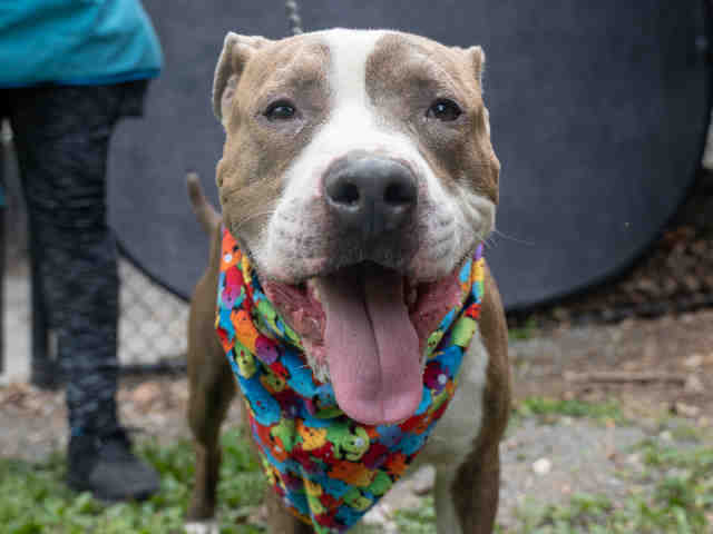 Pit Bull