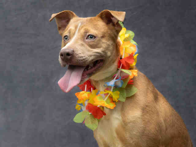Pit Bull