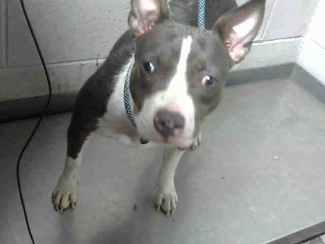 Pit Bull