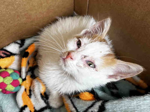 MARY, Young Domestic Short Hair (medium coat), cat for adoption in Marietta, Georgia