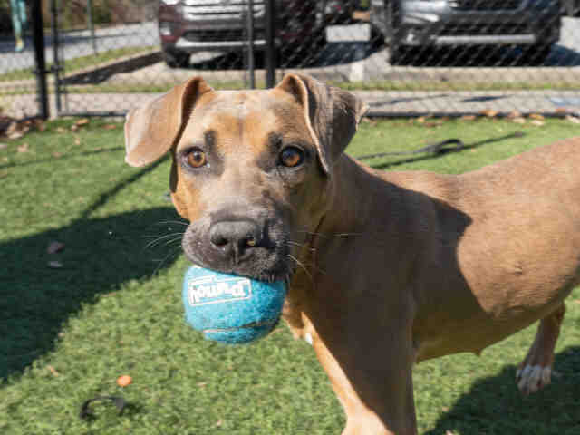 Pit Bull