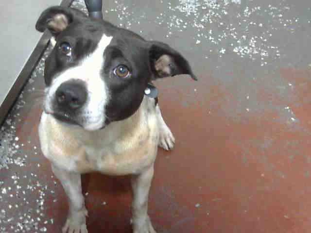 Pit Bull