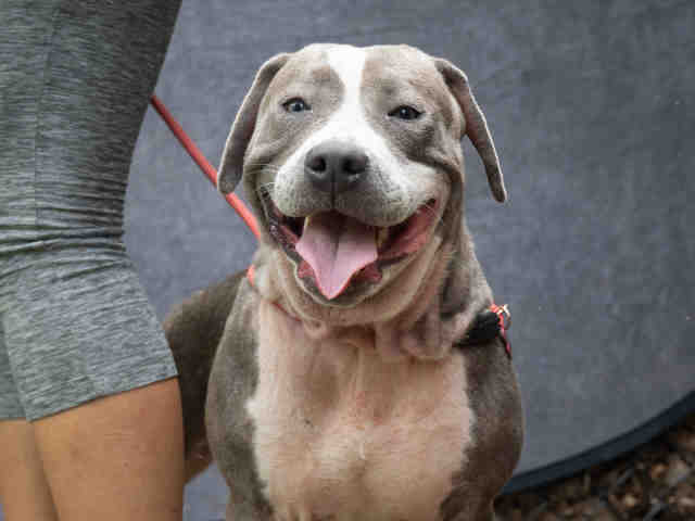 Pit Bull