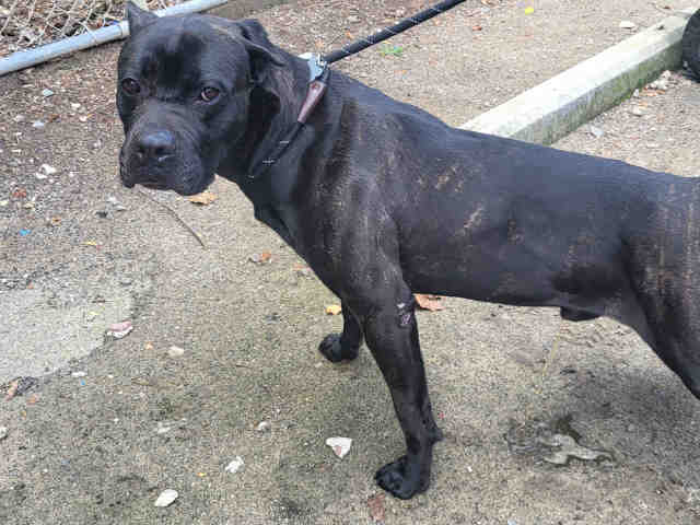 Mastiff