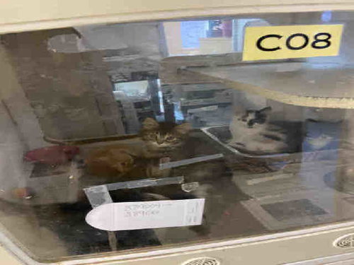MADDOX, Young Domestic Short Hair (medium coat), cat for adoption in Marietta, Georgia