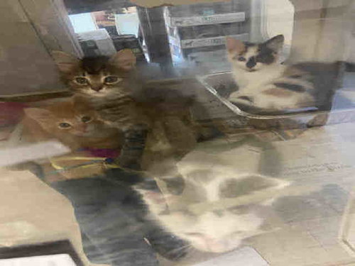 MARLOW, Young Domestic Short Hair (medium coat), cat for adoption in Marietta, Georgia