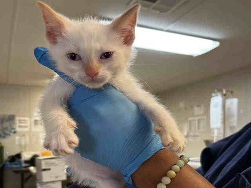 TAQUITO, Adult Domestic Short Hair (medium coat), cat for adoption in Marietta, Georgia