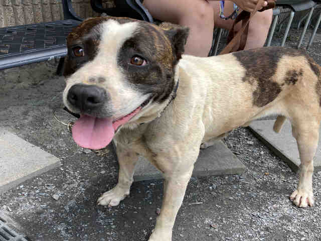 Pit Bull