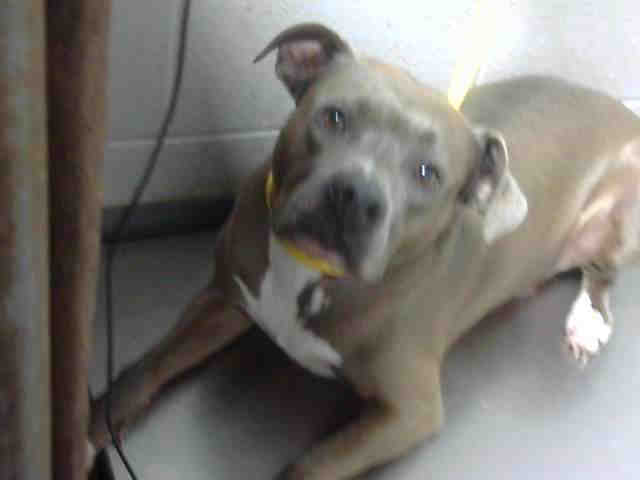 Pit Bull