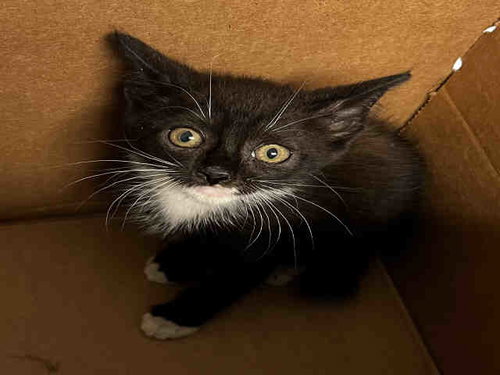 CITY, Young Domestic Short Hair (medium coat), cat for adoption in Marietta, Georgia