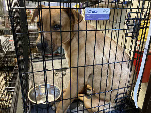 Rhodesian Ridgeback
