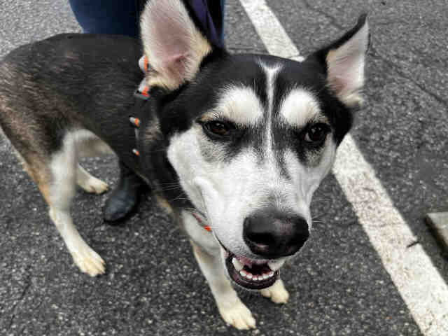Siberian Husky