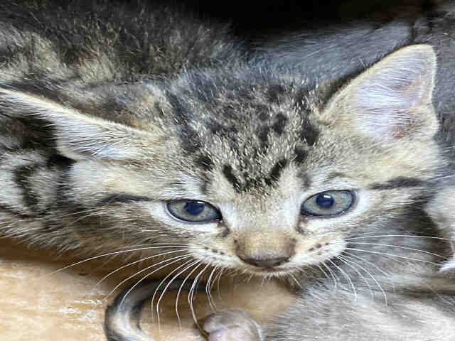 Rattle, Domestic Short Hair