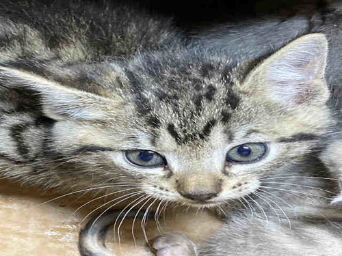 RATTLE, Young Domestic Short Hair (medium coat), cat for adoption in Marietta, Georgia