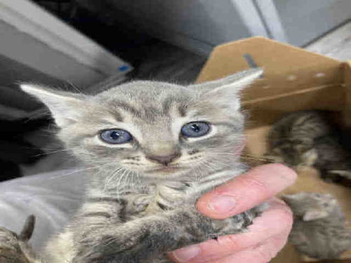 PYTHON, Young Domestic Short Hair (medium coat), cat for adoption in Marietta, Georgia