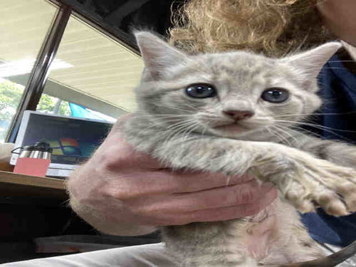 BOA, Young Domestic Short Hair (medium coat), cat for adoption in Marietta, Georgia
