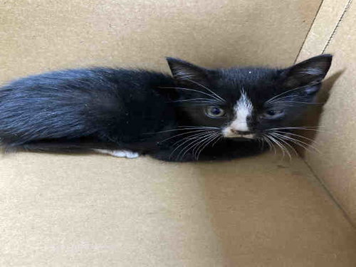 STRAWBERRY, Young Domestic Short Hair (medium coat), cat for adoption in Marietta, Georgia