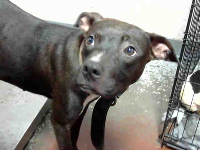 Pit Bull