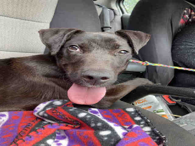 Labrador Retriever