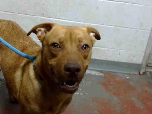 RICARDO — Labrador Retriever