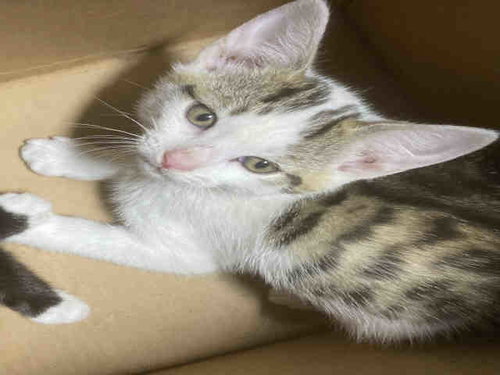 MEOWBAI, Adult Domestic Short Hair (medium coat), cat for adoption in Marietta, Georgia