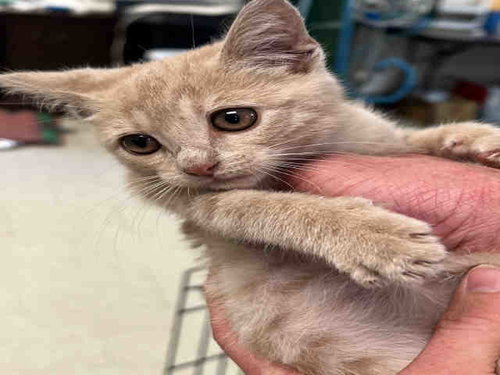 BUTTERSCOTCH, Young Domestic Short Hair (medium coat), cat for adoption in Marietta, Georgia