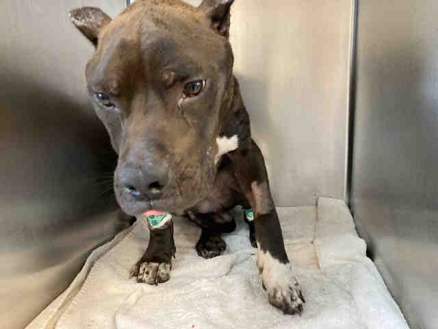 Pit Bull
