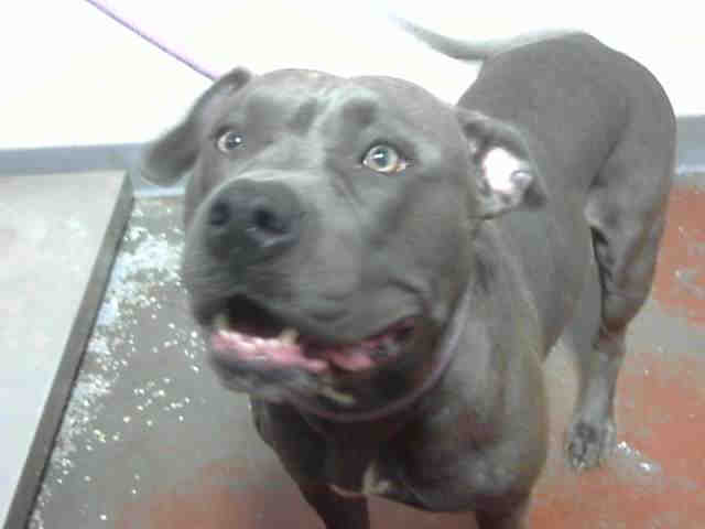 Pit Bull