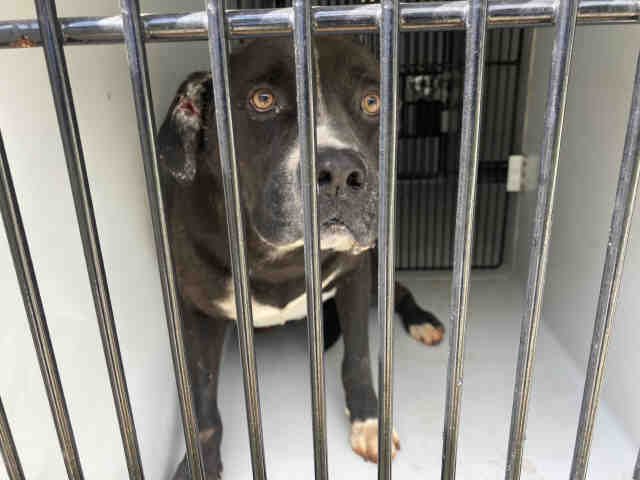 Pit Bull