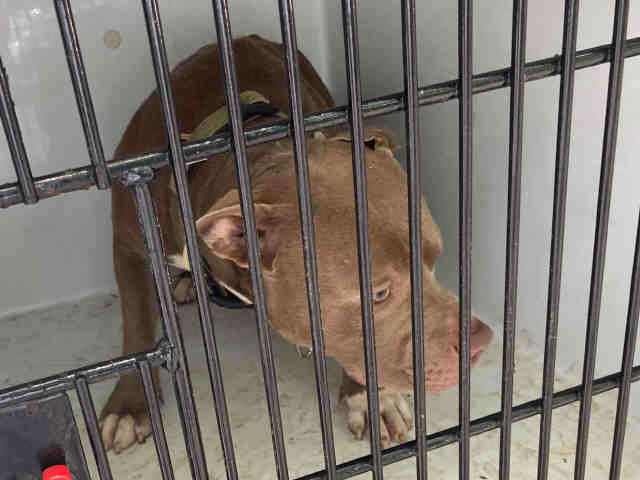 Pit Bull