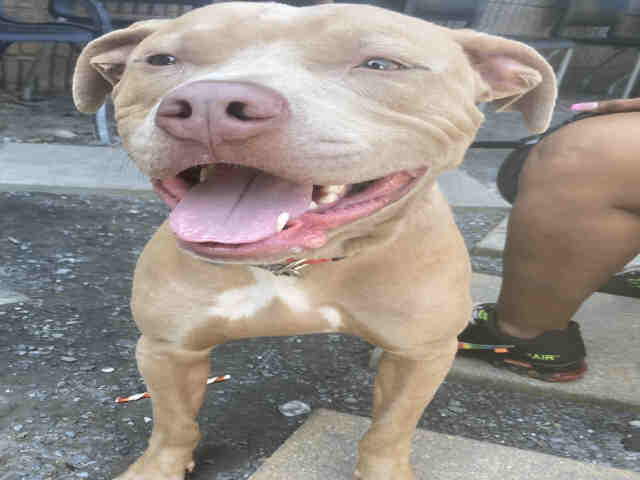 Pit Bull