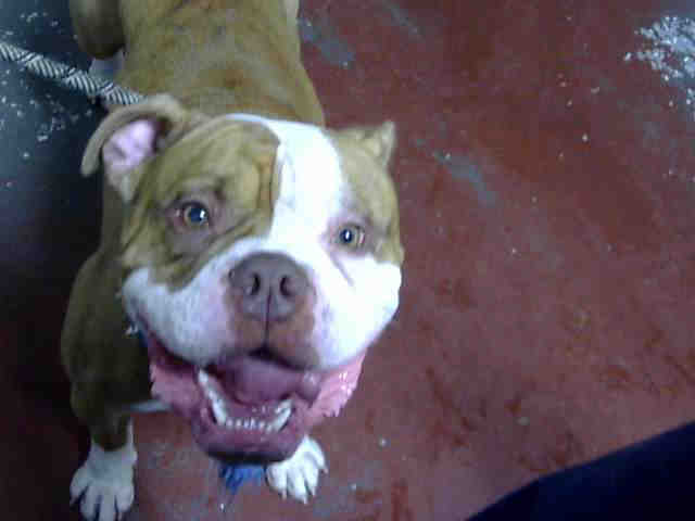 Bulldog