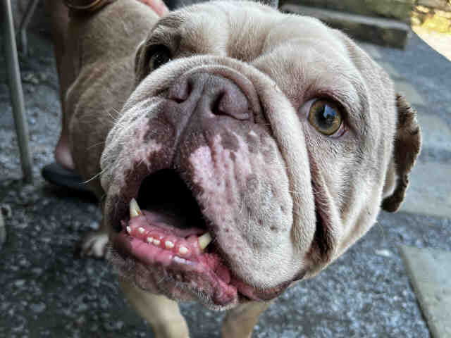 Bulldog