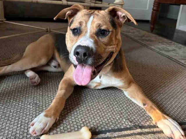 Bolt