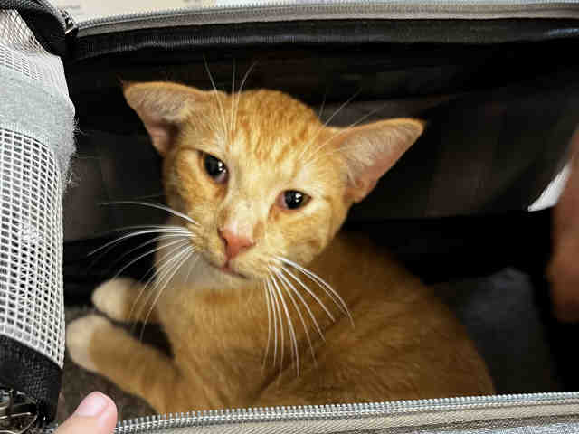 Garfield, Domestic Short Hair
