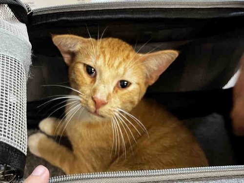 GARFIELD, Adult Domestic Short Hair (medium coat), cat for adoption in Marietta, Georgia