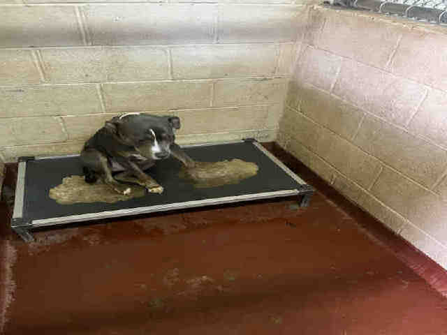 Pit Bull