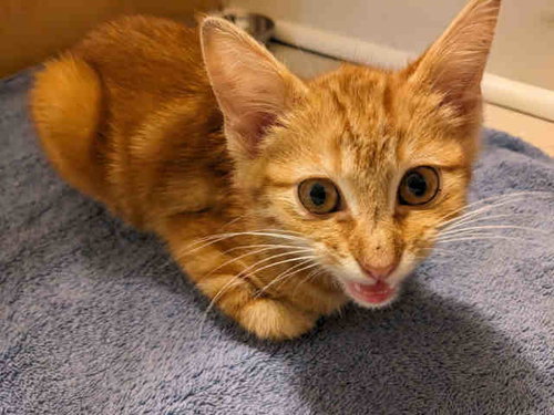 CHESTER, Young Domestic Short Hair (medium coat), cat for adoption in Marietta, Georgia