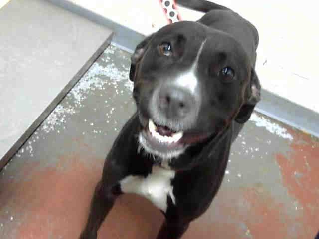 Pit Bull