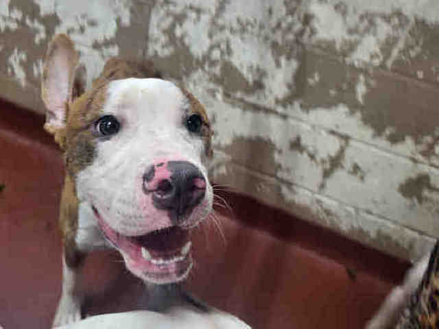 Pit Bull