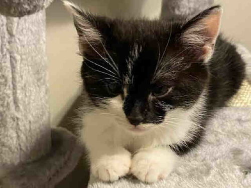 SNAIL MAIL, Young Domestic Short Hair (medium coat), cat for adoption in Marietta, Georgia