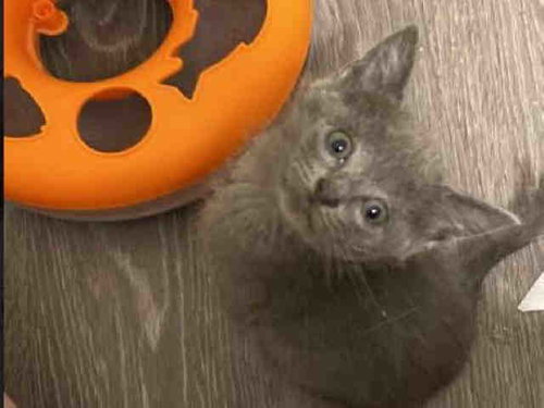 CLAIRO, Young Domestic Short Hair (medium coat), cat for adoption in Marietta, Georgia
